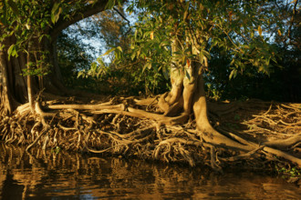 Ficus spec on the riverbank in the Pantanal Brazil