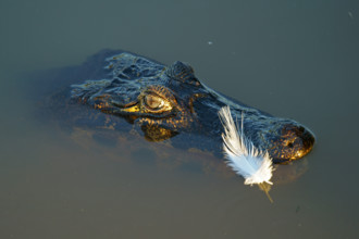 Spectacled caiman (Caiman yacare, Caiman crocodilus yacare), portrait, Pantanal, Brazil, South