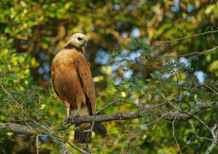 Fish Buzzard (Busarellus nigricollis), Pantanal, inland, wetland, UNESCO Biosphere Reserve, World