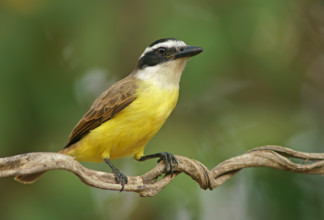 Sulphur-masked tyrant (Pitangus sulphuratus), Pantanal, Brazil, South America