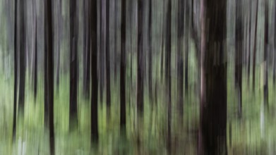 Abstract image of tree trunks and forest floor, pine forest, with blur, wipe effect, Norway