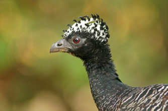 Sclater Hokko (Crax fasciolata), adult bird, female, Pantanal, Mato Grosso, Brazil, South America
