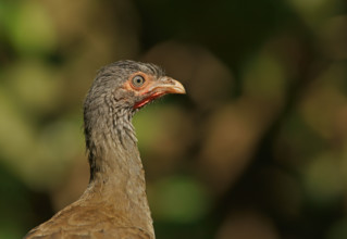 Bronze guan (Penelope obscura), Pantanal, Brazil, South America