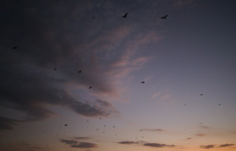 Flying foxes (Pteropodidae), Kalong Mangrove Island, Komodo National Park, Indonesia, Southeast
