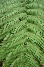 Tree fern Indonesia