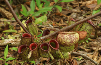 Pitcher plant, Borneo, Indonesia