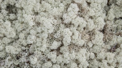 Ground vegetation with Reindeer lichen (Cladonia rangiferina), alpine tundra, Dovrefjell, Norway