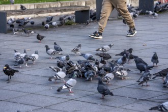 Pigeons, city pigeons, were fed with bread by humans, in the city centre of Essen, North