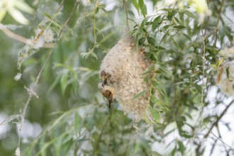 Penduline Tit (Remiz pendulinus), at the nest, feeding young bird in the nest, Danube Delta,