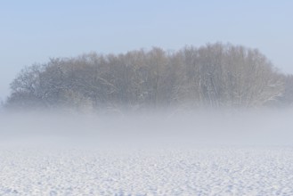 Winterlandschaft, Bodennebel steigt vor schneebedeckten Bäumen auf, blauer Himmel,