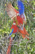 Scarlet Macaws (Ara macao) perching on a tree, Corcovado National Park, Osa Peninsula, Costa Rica