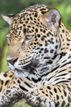 Close-up of a Jaguar (Panthera onca), Costa Rica, Central America