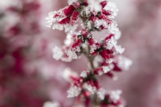 Ice crystals from roarfrost on a winter-flowering heather (Erica carnea) branch at sunshine in