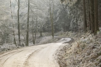 Forest road going through a mixed forest white from roarfrost on a sunny day in winter, Bavaria,