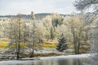A frozen pont in a valley surrounded by a mixed forest with norway spruce (Picea abies) and