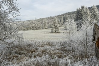 Meadow in a valley surrounded by a mixed forest with norway spruce (Picea abies) and European beech