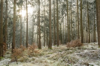 Mixed forest with norway spruce (Picea abies) and European beech (Fagus sylvatica) white from