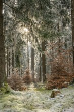 Mixed forest with norway spruce (Picea abies) and European beech (Fagus sylvatica) white from