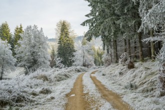 Forest road going through a beautiful landscape with forest, meadows and bushes, white from