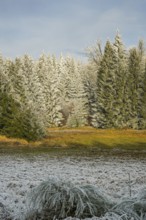 Meadow in a valley surrounded by a mixed forest with norway spruce (Picea abies) and European beech