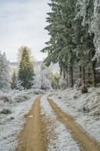 Forest road going through a beautiful landscape with forest, meadows and bushes, white from