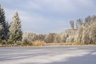 A frozen pont in a valley surrounded by a mixed forest with norway spruce (Picea abies) and