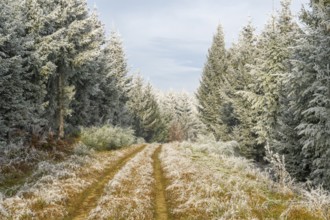 Walking trail going through a mixed forest white from roarfrost on a sunny day in winter, Bavaria,