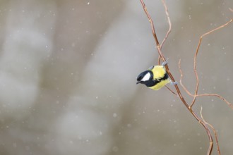 Great tit (Parus major) sitting on a branch, Bavaria, Germany