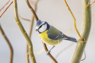 Eurasian blue tit (Cyanistes caeruleus) sitting on a branch, Bavaria, Germany