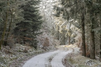 Forest road going through a mixed forest white from roarfrost on a sunny day in winter, Bavaria,