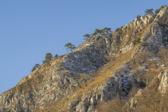 Scots pine (Pinus sylvestris) trees growing on a huge rock in winter, Vápec, Horná Poruba, Slovakia