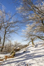 European beech (Fagus sylvatica) trees in a forest with hoarfrost on the branches in winter, Vápec,