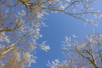 European beech (Fagus sylvatica) trees in a forest with hoarfrost on the branches in winter, Vápec,