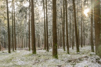 Mixed forest with norway spruce (Picea abies) and European beech (Fagus sylvatica) white from