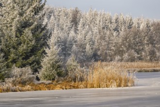 A frozen pont in a valley surrounded by a mixed forest with norway spruce (Picea abies) and