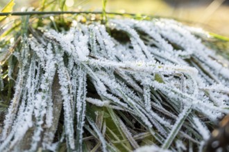 Ice crystals from roarfrost on grass blades in winter, Bavaria, Germany
