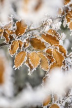 Ice crystals from roarfrost on a common beech (Fagus sylvatica) leaf at sunshine in winter,