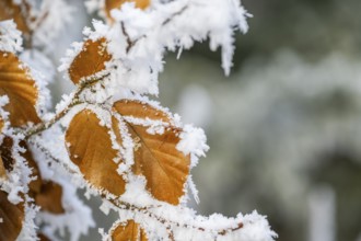 Ice crystals from roarfrost on a common beech (Fagus sylvatica) leaf at sunshine in winter,