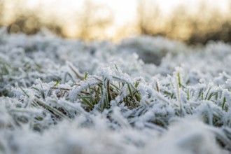 Ice crystals from roarfrost on grass blades in winter, Bavaria, Germany
