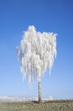 Silver birch (Betula pendula) standing on a meadow with hoarfrost on the branches in front of blue