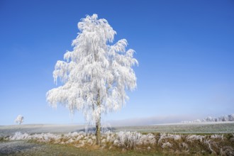 Silver birch (Betula pendula) standing on a meadow with hoarfrost on the branches in front of blue