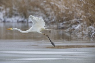 Great White Egret (Egretta alba) Germany