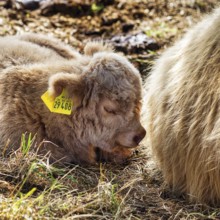 Hochlandrind, Kalb, Neugeborenes liegt bei seiner Mutter, Landschaftspflege, Weidehaltung,