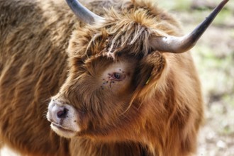 Hochlandrind auf der Weide, Fliegenplage, Plage, Belästigung, Landschaftspflege, Weidehaltung,