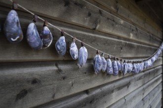 Shell necklace on a wooden wall, Resö Island, Bohuslän, Skagerrak, Sotenäs, Västra Götalands län,
