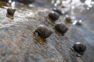 Sea snails on a rock being washed over by the surf, Resö Island, Bohuslän, Skagerrak, Sotenäs,