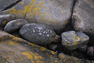 Bohus granite with yellow lichen, Resö Island, Bohuslän, Skagerrak, Sotenäs, Västra Götalands län,
