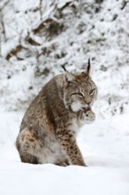 Eurasian lynx (Lynx lynx) licking its paw, winter, captive, Germany