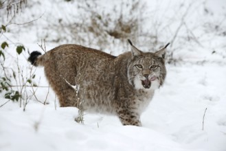 Eurasian lynx (Lynx lynx) in winter, captive, Germany