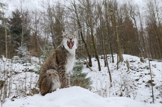 Eurasian lynx (Lynx lynx) sitting on a snowy hill and yawning, winter, captive, Germany